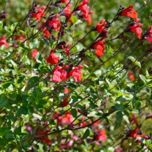 Salvia microphylla Royal Bumble - vue d'ensemble