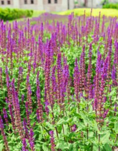 Salvia nemorosa Caradonna - vue d'ensemble