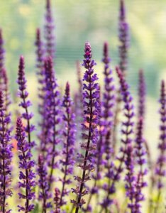 Salvia nemorosa Caradonna - fleurs