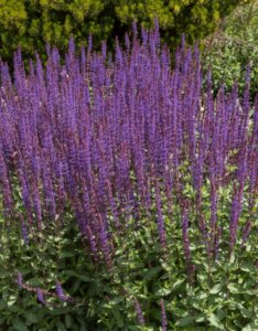 Salvia nemorosa Caradonna - vue d'ensemble