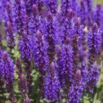 Salvia nemorosa Mainacht - fleurs