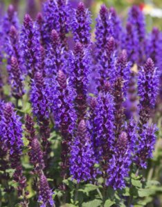 Salvia nemorosa Mainacht - fleurs