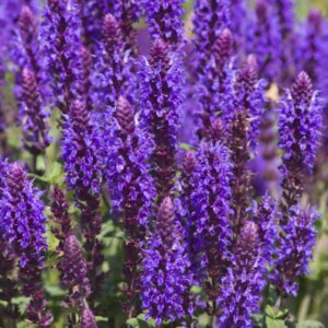 Salvia nemorosa Mainacht - fleurs
