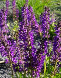 Salvia nemorosa Mainacht - fleurs