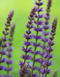 Salvia nemorosa Ostfriesland - fleurs