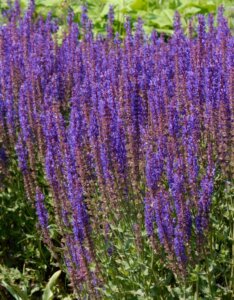 Salvia nemorosa Ostfriesland - vue d'ensemble