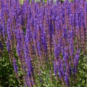 Salvia nemorosa Ostfriesland - vue d'ensemble