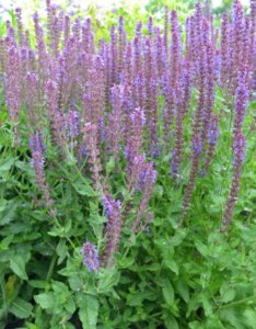 Salvia nemorosa Ostfriesland - vue d'ensemble