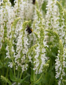 Salvia nemorosa Schneehügel - fleurs