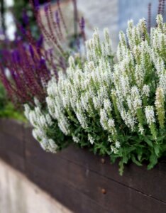 Salvia nemorosa Schneehügel - vue d'ensemble