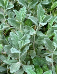 Salvia officinalis - feuilles