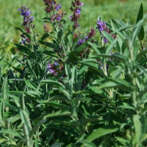 Salvia officinalis - fleurs