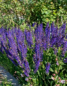 Salvia pratensis - vue d'ensemble