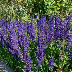 Salvia pratensis - vue d'ensemble