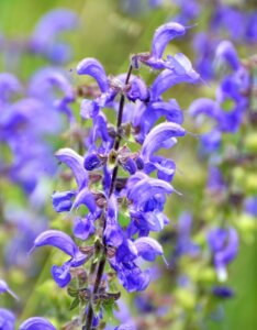 Salvia pratensis - fleur