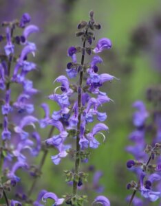 Salvia pratensis - fleurs