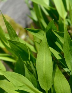 Alisma lanceolatum - Feuillage