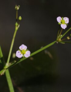 Alisma lanceolatum - Fleur