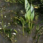 Alisma lanceolatum - Vue d'ensemble