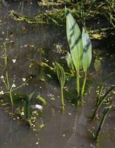 Alisma lanceolatum - Vue d'ensemble