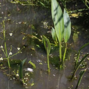 Alisma lanceolatum - Vue d'ensemble