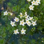 Alisma plantago-aquatica - Vue d'ensemble
