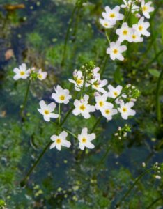 Alisma plantago-aquatica - Vue d'ensemble