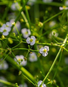 Alisma plantago-aquatica - Fleurs
