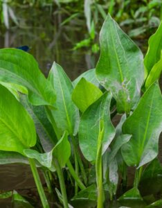 Alisma plantago-aquatica - Feuillage