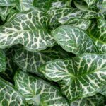 Arum italicum - Feuillage