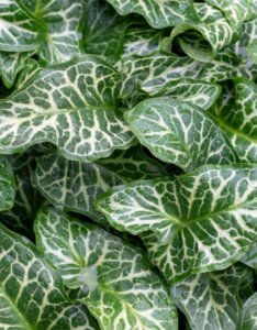 Arum italicum - Feuillage
