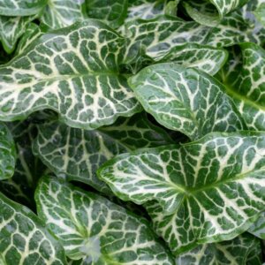 Arum italicum - Feuillage