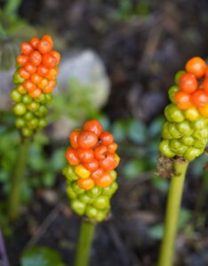Arum italicum - Fleurs