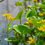 Caltha palustris - Vue d'ensemble