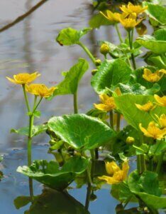 Caltha palustris - Vue d'ensemble