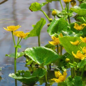 Caltha palustris - Vue d'ensemble