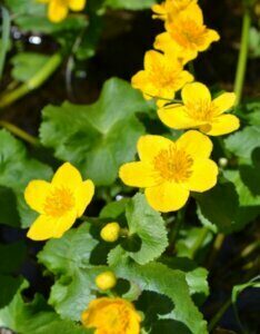 Caltha palustris - Fleurs