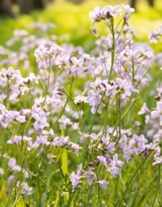 Cardamine pratensis - Vue d'ensemble