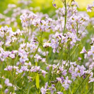 Cardamine pratensis - Vue d'ensemble