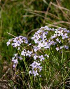 Cardamine pratensis - Vue d'ensemble