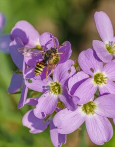 Cardamine pratensis - Fleur et insecte
