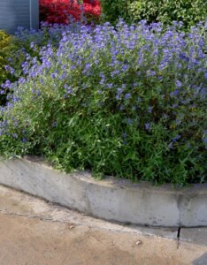Caryopteris clandonensis Heavenly Blue - Barbe bleue - Vue d'ensemble