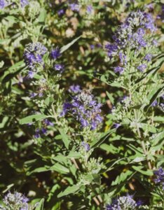 Caryopteris clandonensis Heavenly Blue - Barbe bleue - Feuillage