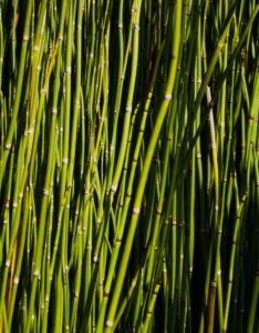 Equisetum japonicum - Plante