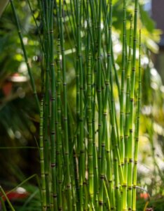 Equisetum japonicum - Plante