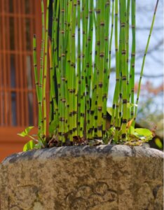 Equisetum japonicum - Vue d'ensemble