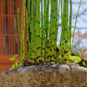 Equisetum japonicum - Vue d'ensemble