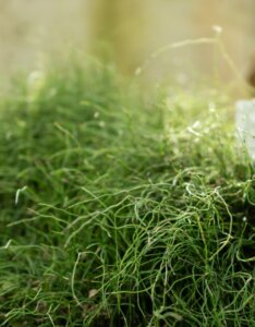 Equisetum scirpoides - Plante