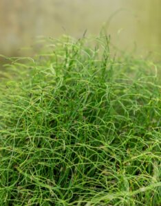 Equisetum scirpoides - Plante