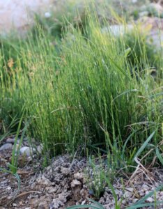 Equisetum scirpoides - Vue d'ensemble